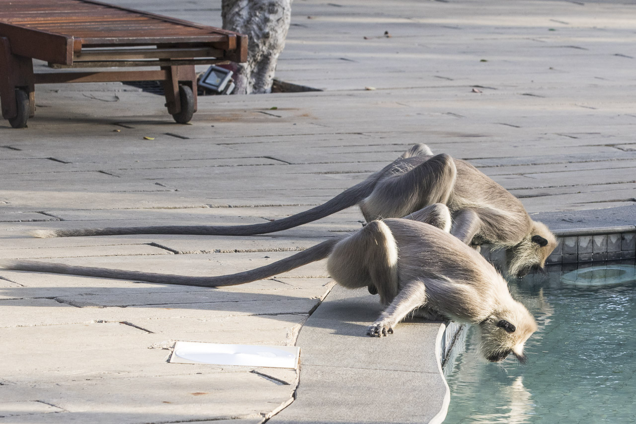 YALA NATIONAL PARK, SRI LANKA