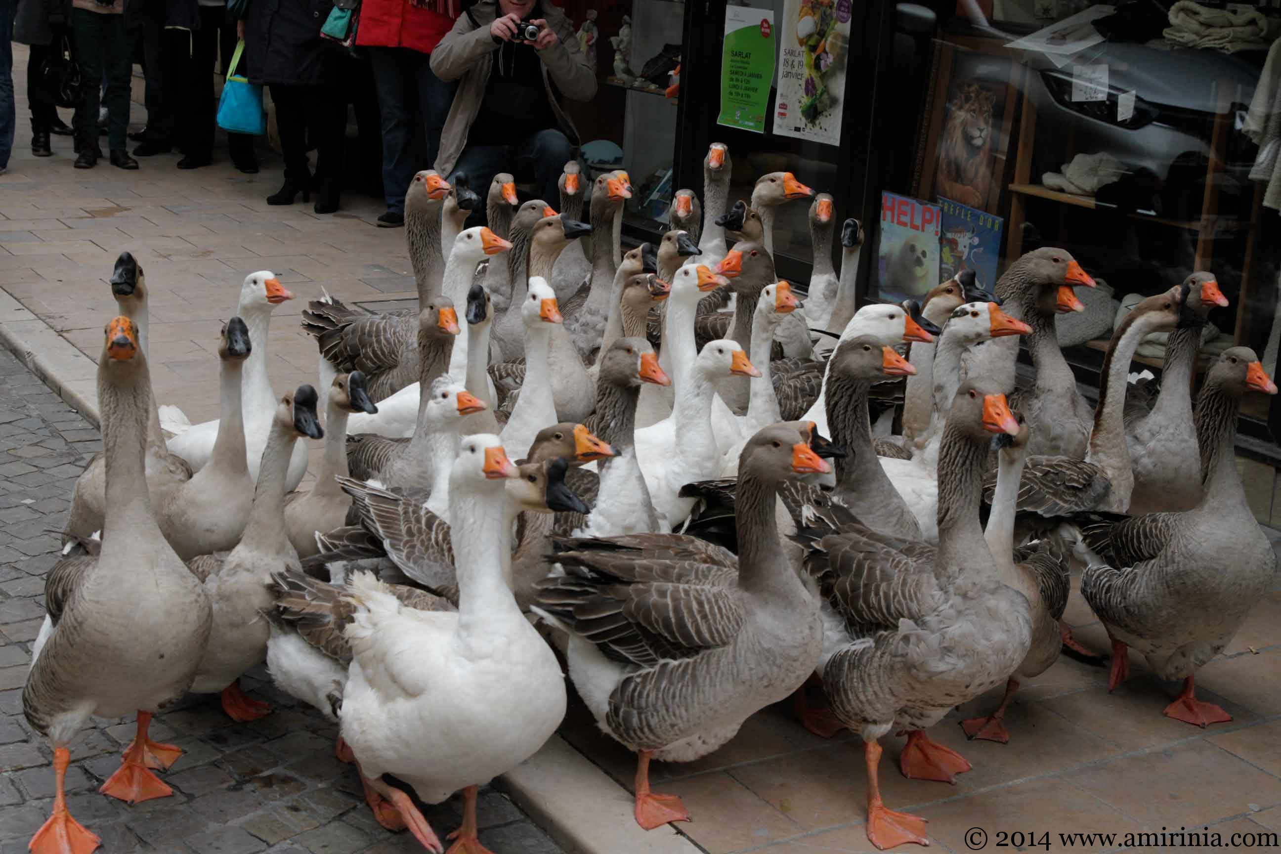 Fest’ Oie (Goose Festival – Sarlat)