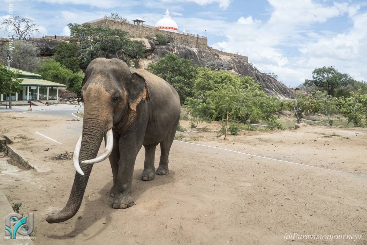 A Visit to Sri Lanka’s Yala National Park