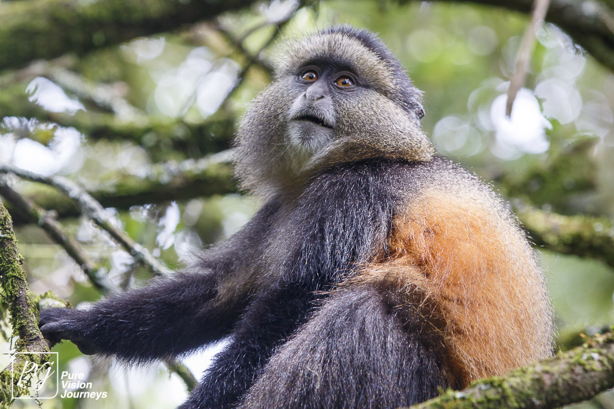 An Album of Uganda Wildlife – POATE 2024